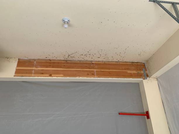 Best Emergency Mold Remediation  in Daniels, WV